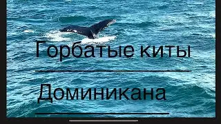Доминикана!!! Смотреть до конца!!!Горбатые киты !!! Мама с детёнышем!!!    Смотреть до конца!!!