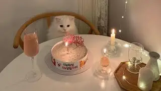 princess kitty