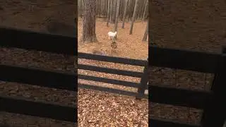 Update… The #deer still think they’re #goats 😂😂😂