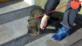 Coccole sulla scala per Nami