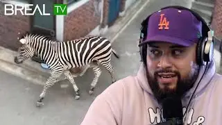 Zebra Escapes Zoo!
