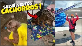 Grillo la Duda Salva a éstos Pequeños Cachorritos de una Fuerte Lluvia/ GRILLO LA DUDA