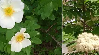 Весна смеётся🥰цветами. 🌿🌷Spring laughs with flowers🌱🌷🌸