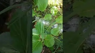 Таёжный поход.Новый вид заработка.