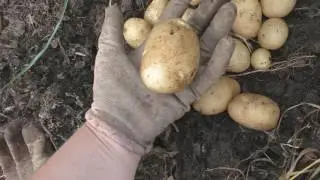 Молодая картошка. Сорт 
