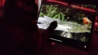 Cat watches bird videos