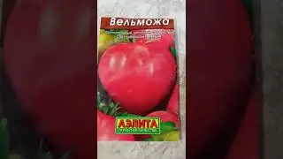 томат ВЕЛЬМОЖА от АЭЛИТЫ