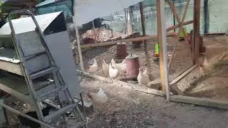 yaylım saati.