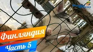 ЛАПЛАНДИЯ. СЕВЕРНЫЕ ОЛЕНИ. ХАСКИ! Мировая прогулка по Финляндии. Часть 5