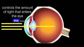 Parts and Function of the Eyes