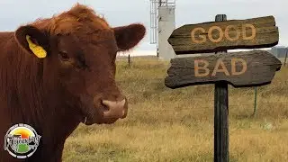 Bulls - Triumph and Tragedy