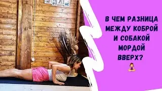 В чем разница: Кобра и Собака мордой вверх?