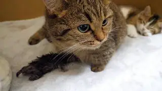 This is after Lili gave birth to her first litter of kittens.