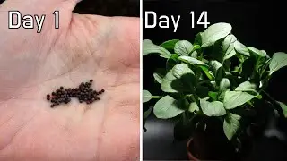 How Bok Choy Seedlings Grow from Seeds | 14 Days Timelapse