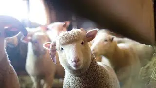 Your 1 Minute Farm Animals Tour