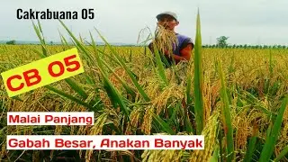 "PADI CAKRABUANA_05".#padiunggul #padiviral#PadiTerbaru#CB_05