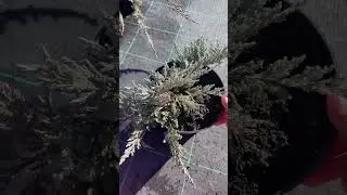 Можжевельник «Блю Чип» 950₽ 