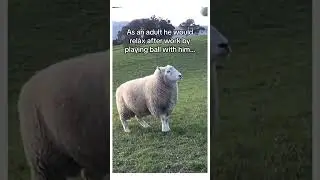 Part 2 coming… Im crying so hard #animal #wholesome