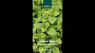Jekka Herb Stories: Lemon Balm, Melissa officinalis