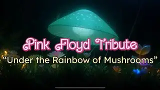 “Under the Rainbow of Mushrooms” - Pink Floyd Tribute