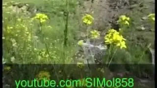 Док фильм о дагестане 