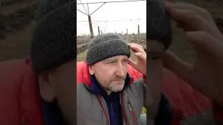 Так нужно ли укрывать виноград на зиму???