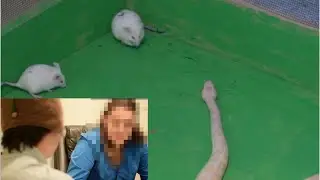 FILTHY FRANK VS ANIMAL RIGHTS