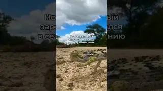 Шаг вперёд,два назад #юмор #мотивация #успех #сетевой #видео #шортсы #ютуб