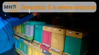 Как зимуют наши шести рамочные улья и нуклеусы мини плюсы