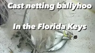 Cast netting ballyhoo in the Florida Keys #ballyhoo #castnet #mercuryproteam #floridakeys