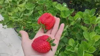 Первый сбор клубники Кабрило в балагане.