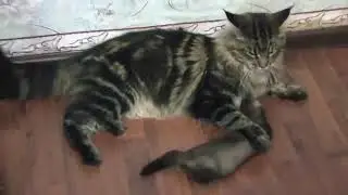я кошка  выдержка