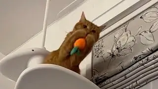 Cat playing catch and otter picking up a ball