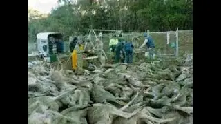 The Kangaroo Massacre for Profit: The Shocking Truth! #AnimalRights #ProtectWildlife #EthicalHunting