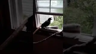 "Chicken" our baby crow successful return to mom later