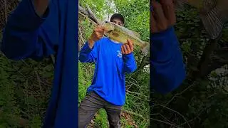 2-3 lb Largemouth Bass  #bassfishing #fishing #outdoors