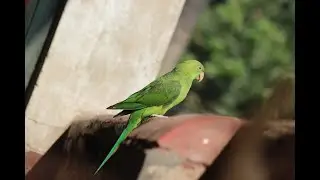 My parrot flying long time  #parrot #pets #animals #birds