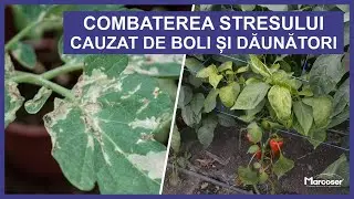 🦗🐛 Combaterea Stresului Cauzat de Boli și Dăunători (Stresul Biotic), la Plante | Marcoser