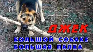 Джек.Большой собаке-большая палка