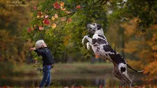 Немецкий дог Сборник видео 2020-2021 Great Dane Video Compilation 2020-2021 Deutsche Dogge