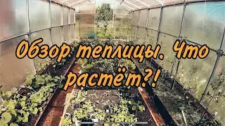 ДАЧА: Обзор теплицы на 26 июня 2021. Что растёт?!