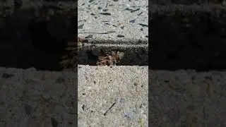 Cacun