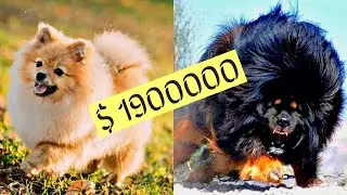 7 Most Expensive Dogs in the world | Dog's Breeds | The Mash TV