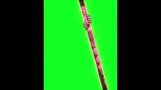 Tusk act 4 footage
