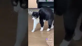Ты на кого быканул, кожаный мешок?