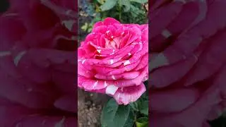 EDROSES/Роза 🌹 