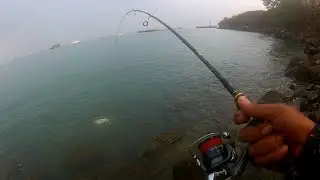 PANEN BEBY GT - MANCING PINGGIRAN BOJONEGARA BANTEN