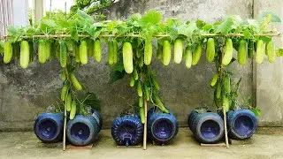 Turn Plastic Bottles Into A High Yielding Cucumber Garden! Boost Harvest!