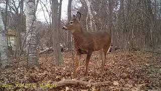 Deer