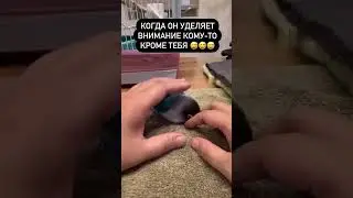 Маленький ревнивец #ревность#птицы#человек#маленький#мем#мемы#приколы#птица#папуга#video#shorts#смех